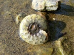 Craspedites sp. Craspedites sp.