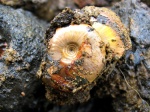 Garniericeras catenulatum Garniericeras catenulatum