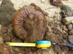 Lomonossovella lomonossovi