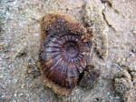 Epivirgatites