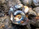 Kachpurites cheremkhensis