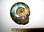 Craspedites nekrassovi