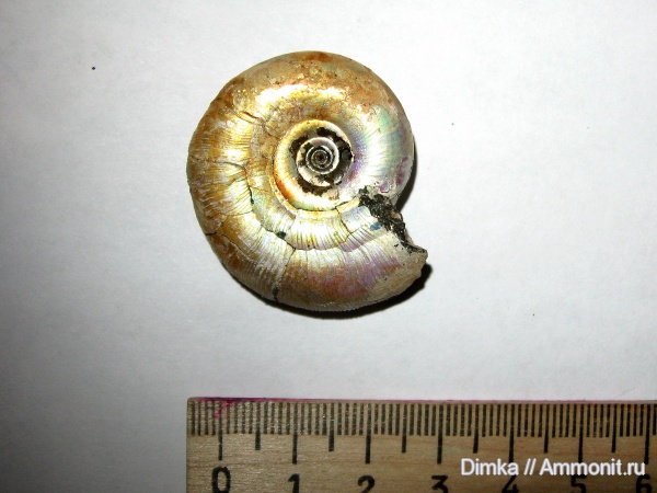 юра, Kachpurites, волжский ярус, Kachpurites cheremkhensis, Volgian, Jurassic