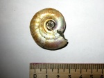 Kachpurites cheremkhensis