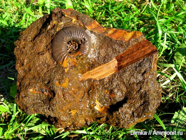 юра, волжский ярус, Ярославская область, Epivirgatites, Volgian, Jurassic