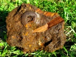 Epivirgatites? Epivirgatites?