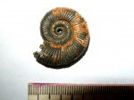 Маленький Binatisphinctes rjasanensis Маленький Binatisphinctes rjasanensis
