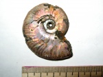 Lunuloceras Lunuloceras