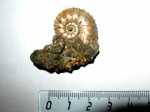 Kosmoceras