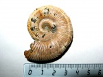 Binatisphinctes rjasanensis Binatisphinctes rjasanensis
