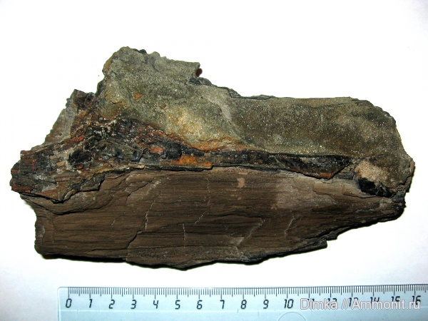 юра, нижний келловей, келловей, р. Унжа, Макарьев, Костромская область, Callovian, Jurassic, Middle Jurassic, Lower Callovian