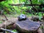 Anadesmoceras