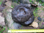 Anadesmoceras Anadesmoceras
