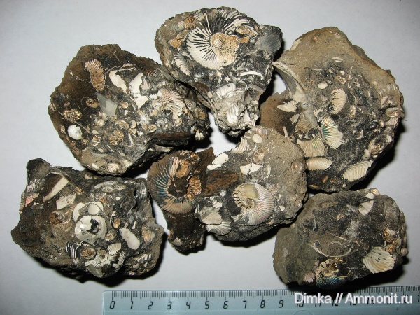 юра, нижний келловей, келловей, Pseudocadoceras, Макарьев, Callovian, Jurassic, Middle Jurassic, Lower Callovian