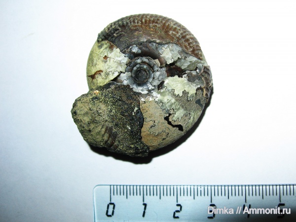 юра, волжский ярус, Craspedites, Craspedites subditoides, Volgian, Jurassic