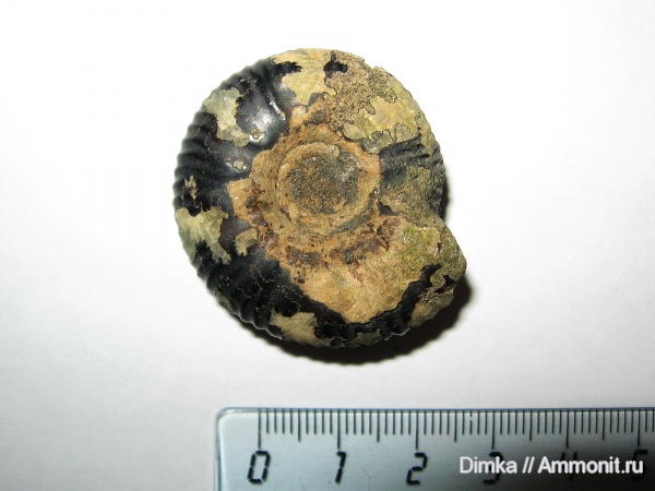 юра, волжский ярус, Craspedites, р. Унжа, Костромская область, Volgian, Jurassic