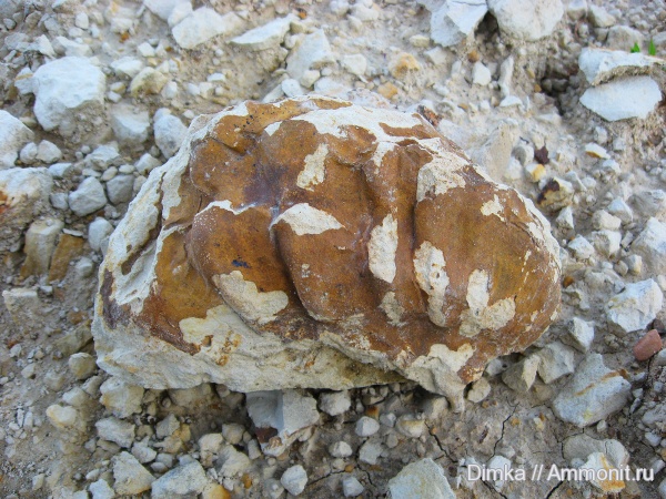 двустворки, верхний мел, Афанасовский карьер, Upper Cretaceous
