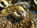 Craspedites nodiger