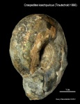 Craspedites kaschpuricus Craspedites kaschpuricus