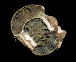 Erymnoceras в расколе Erymnoceras в расколе