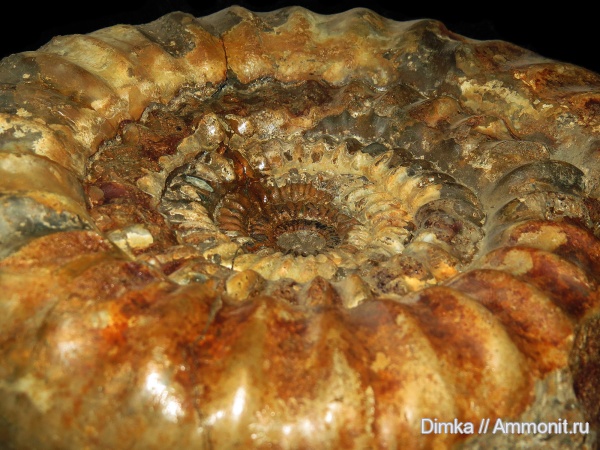 юра, нижний келловей, келловей, Никитино, Choffatia, Callovian, Jurassic, Middle Jurassic, Lower Callovian