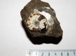 Craspedites sp. Craspedites sp.