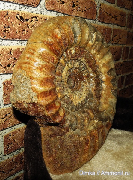 юра, нижний келловей, келловей, Никитино, Choffatia, Choffatia cardoti, Callovian, Jurassic, Middle Jurassic, Lower Callovian