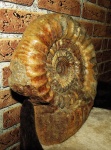 Choffatia cardoti (Petitclerc)