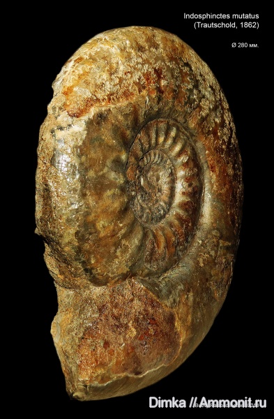 юра, нижний келловей, келловей, Indosphinctes mutatus, Indosphinctes, Никитино, Callovian, Jurassic, Middle Jurassic, Lower Callovian