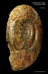 Indosphinctes mutatus