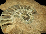 Indosphinctes mutatus вид изнутри
