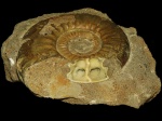 Homeoplanulites difficilis (Buckman)
