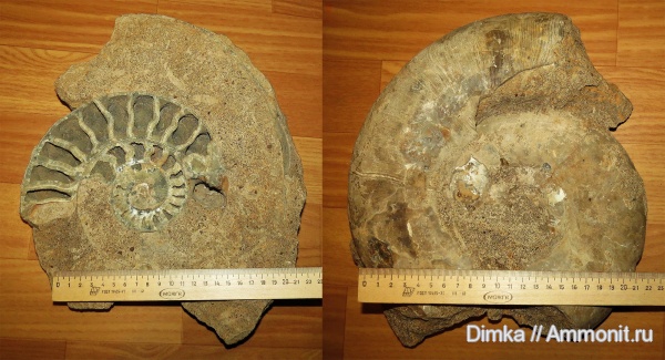 юра, нижний келловей, келловей, Indosphinctes mutatus, Indosphinctes, Никитино, Callovian, Jurassic, Middle Jurassic, Lower Callovian