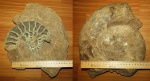 Indosphinctes mutatus