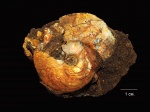 Garniericeras catenulatum Garniericeras catenulatum