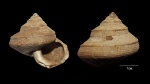 Bathrotomaria muensteri (Roemer, 1839)