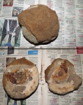 laugeites stschurowskii