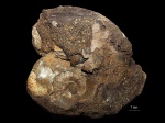 Anadesmoceras Anadesmoceras