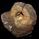 Anadesmoceras Anadesmoceras