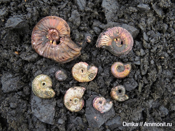 юра, Бронницы, оксфорд, Марково, Amoeboceras, верхний оксфорд, Amoeboceras alternoides, Oxfordian, Upper Oxfordian, Jurassic
