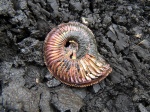 Небольшой Amoeboceras alternoides