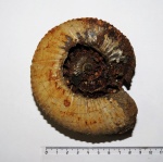 Epivirgatites lahuseni Epivirgatites lahuseni