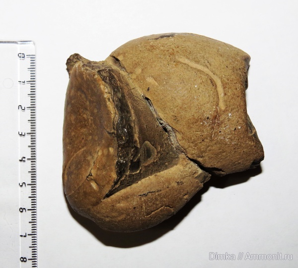 белемниты, юра, оксфорд, келловей, фрагмоконы, Кимры, р. Волга, phragmocones