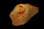 Жилая камера аммонита Anaplanulites submutatus (Nikitin) Жилая камера аммонита Anaplanulites submutatus (Nikitin)