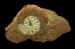 Расколотая раковина аммонита Anaplanulites submutatus (Nikitin) с жилой камерой Расколотая раковина аммонита Anaplanulites submutatus (Nikitin) с жилой камерой