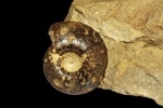 Craspedites kaschpuricus