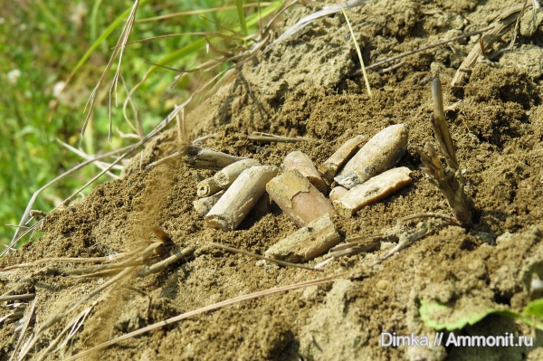 белемниты, мел, Владимирская область, Goniocamax