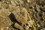 Inoceramus