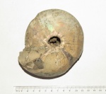 Cadochamoussetia surensis