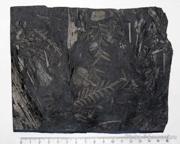Alethopteris